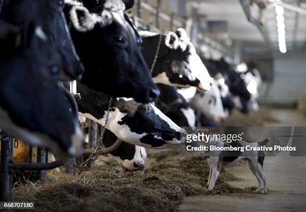 operations on a dairy farm - cute cow stock pictures, royalty-free photos & images