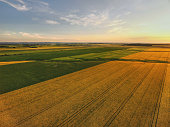 Aerial view of rapeseed fields at sunset