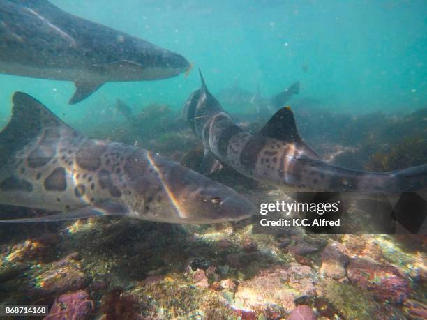 leopard sharks swim in the warm, shallow water of the pacific ocean in la jolla cove. - la jolla marine reserve stock pictures, royalty-free photos & images