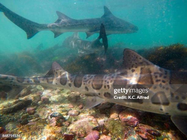 leopard sharks swim in the warm, shallow water of the pacific ocean in la jolla cove. - la jolla marine reserve stock pictures, royalty-free photos & images