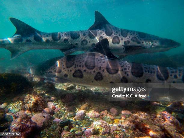 leopard sharks swim in the warm, shallow water of the pacific ocean in la jolla cove. - la jolla marine reserve stock pictures, royalty-free photos & images