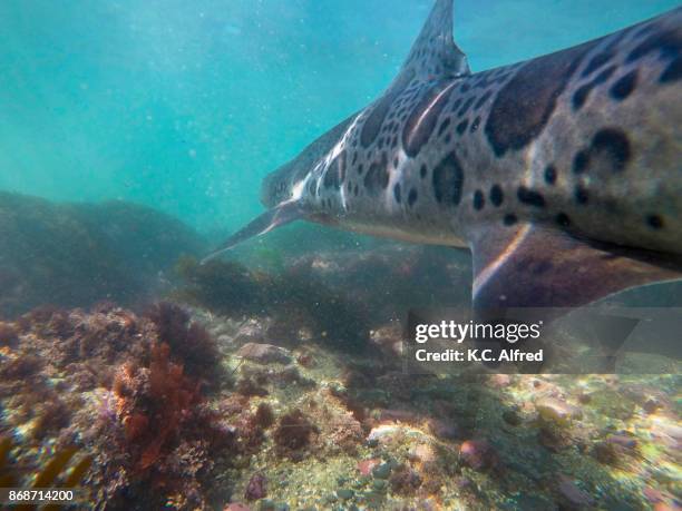 leopard sharks swim in the warm, shallow water of the pacific ocean in la jolla cove. - la jolla marine reserve stock pictures, royalty-free photos & images