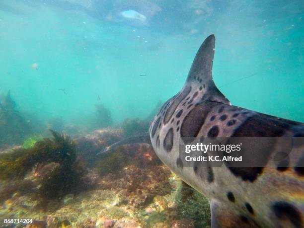 leopard sharks swim in the warm, shallow water of the pacific ocean in la jolla cove. - la jolla marine reserve stock pictures, royalty-free photos & images