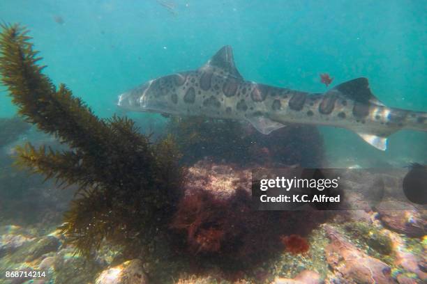 leopard sharks swim in the warm, shallow water of the pacific ocean in la jolla cove. - la jolla marine reserve stock pictures, royalty-free photos & images