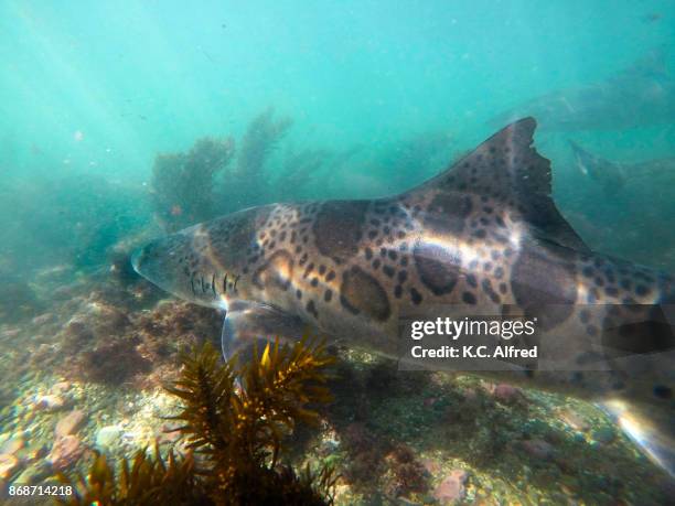 leopard sharks swim in the warm, shallow water of the pacific ocean in la jolla cove. - la jolla marine reserve stock pictures, royalty-free photos & images