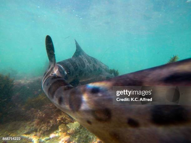 leopard sharks swim in the warm, shallow water of the pacific ocean in la jolla cove. - la jolla marine reserve stock pictures, royalty-free photos & images