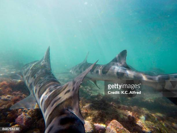 leopard sharks swim in the warm, shallow water of the pacific ocean in la jolla cove. - la jolla marine reserve stock pictures, royalty-free photos & images
