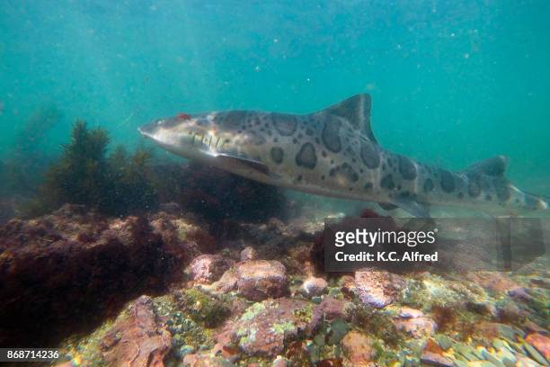 leopard sharks swim in the warm, shallow water of the pacific ocean in la jolla cove. - la jolla marine reserve stock pictures, royalty-free photos & images