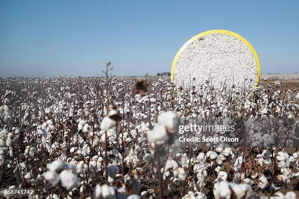 Despite Hurricane Damage, Cotton Production Expected To Rise In 2017 Despite Hurricane Damage, Cotton Production Expected To Rise In 2017