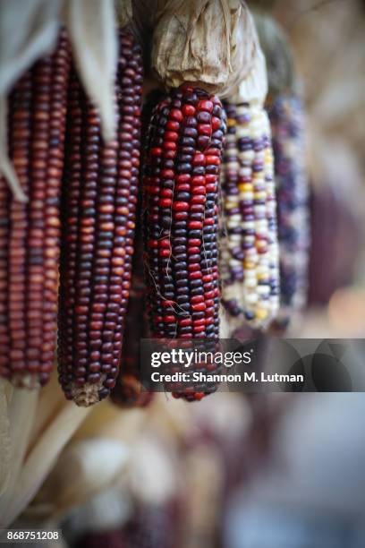 indian corn - maíz criollo fotografías e imágenes de stock