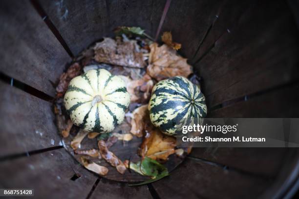 mini pumpkins in the bottom of a basket - miniature pumpkin stock pictures, royalty-free photos & images