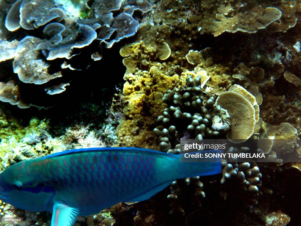TO GO WITH: ASIA-ENVIRONMENT-OCEANS-INDO