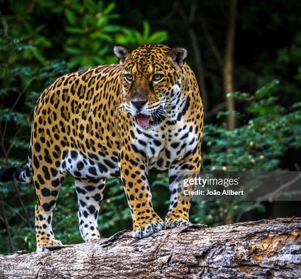 animals - mammals - jaguar fotografías e imágenes de stock