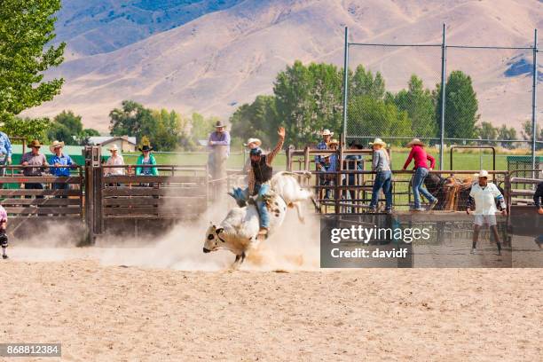cowboy riding a bull at a rodeo - bull riding stock pictures, royalty-free photos & images
