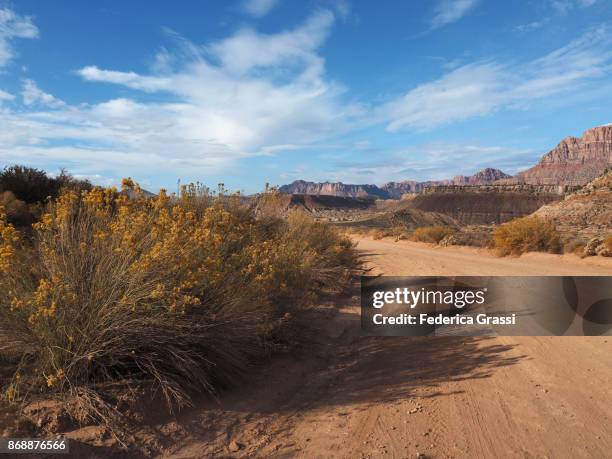 wild flowers along the road to smithsonian butte, utah - rabbit brush stock-fotos und bilder