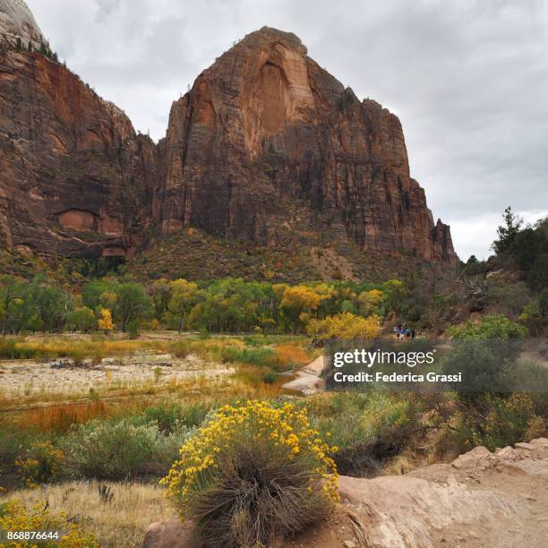 overcast sky over zion national park, utah - rabbit brush stock pictures, royalty-free photos & images