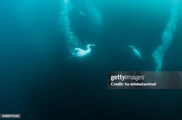 cape gannets dive into a sardine bait ball during the sardine run off the east coast of south africa. - gannet stock pictures, royalty-free photos & images