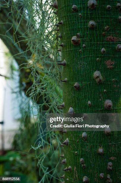 trunk of ceiba speciosa or silk floss tree - ceiba speciosa stock pictures, royalty-free photos & images