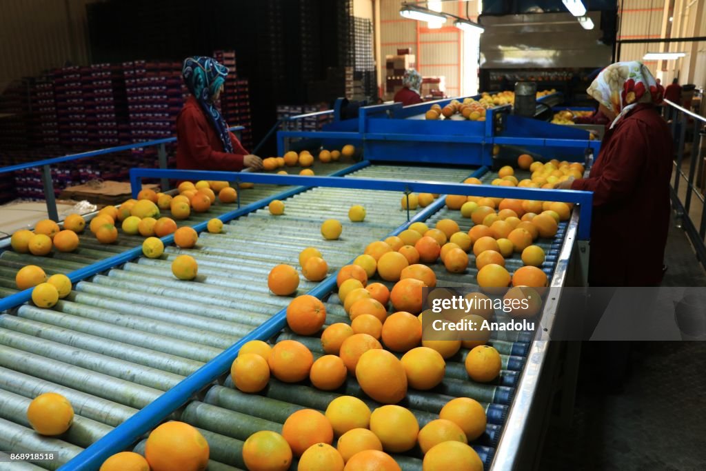 Orange production in Turkey