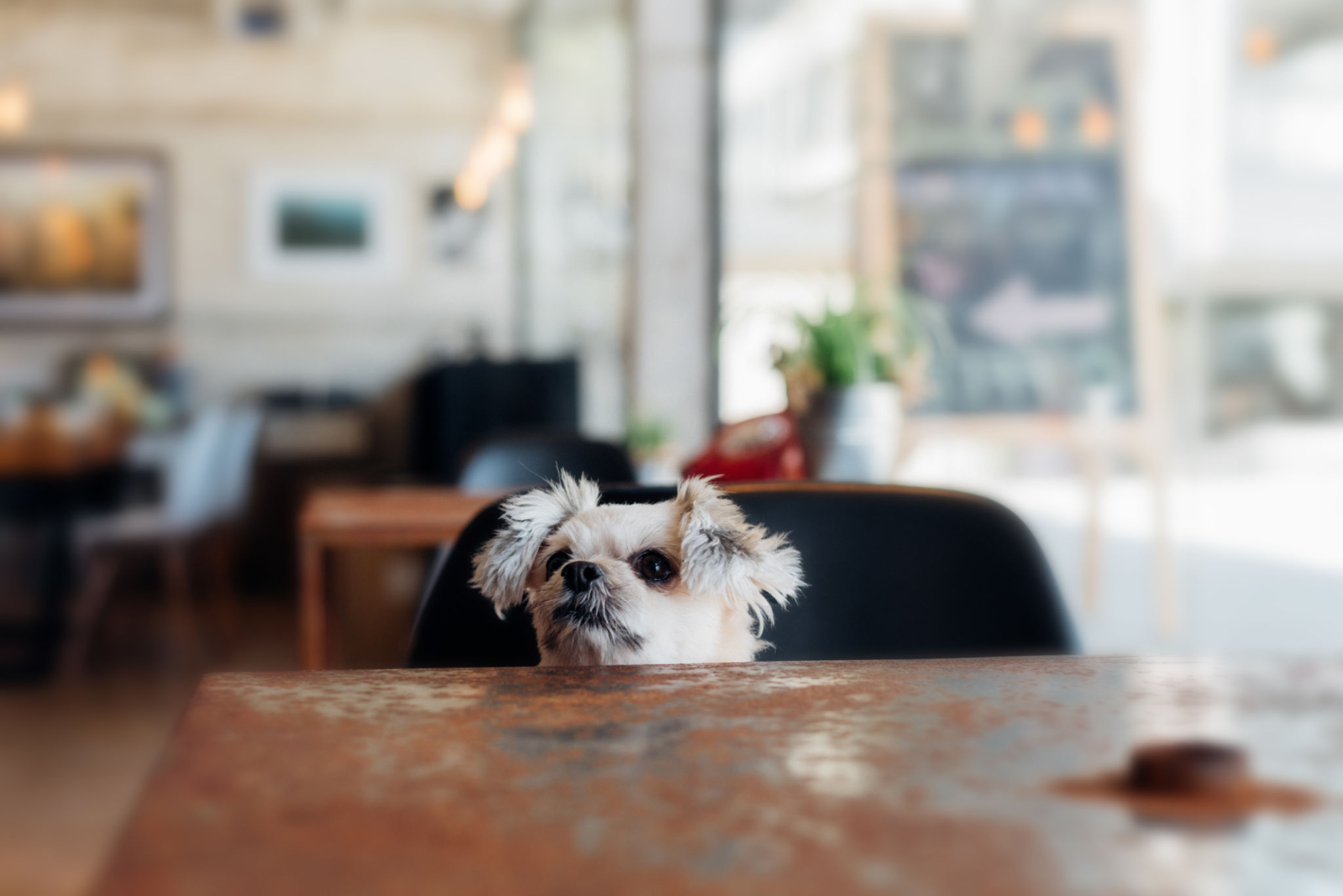 dog friendly cafe