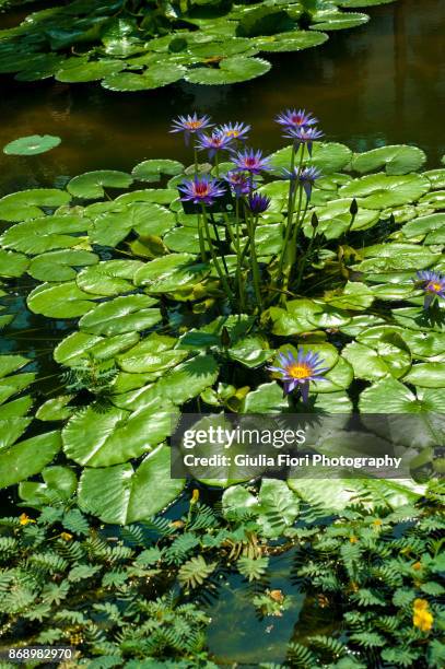 purple water lily in a lake - padua stock pictures, royalty-free photos & images