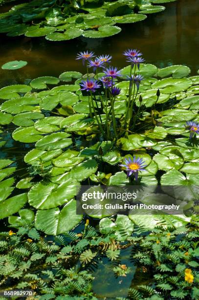 purple water lily in a lake - pádua imagens e fotografias de stock