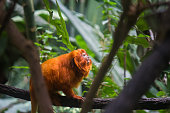 Golden lion tamarins (Mico leao dourado) are  a specie of monkeys native to the Atlantic Forest of Brazil