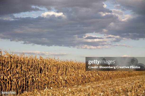 corn stands in a field during harvest - princeton illinois imagens e fotografias de stock
