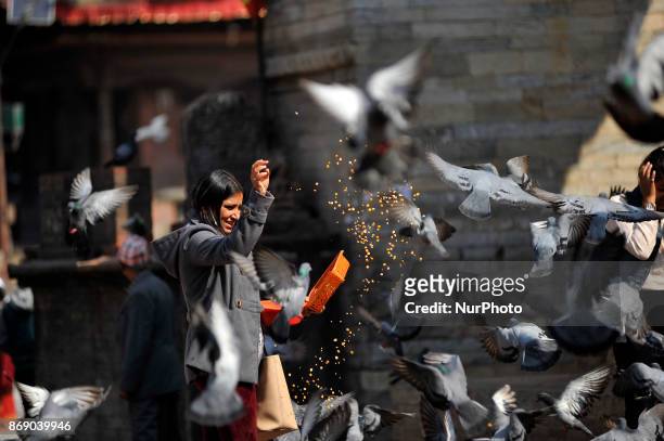 Young Girl feeding maize grains to pigeons at Basantapur Durbar Square, Kathmandu, Nepal on Wednesday, November 1, 2017. Basantapur Durbar Square is...