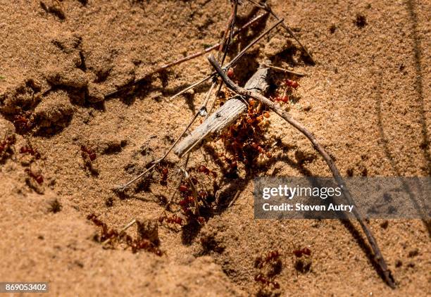 ft. worth, tx, usa october 17, 2017:  a colony of fire ants swarms around twigs inadvertently blocking the entrance to the hive in a ft. worth wild life preserve. - eat insect stock pictures, royalty-free photos & images