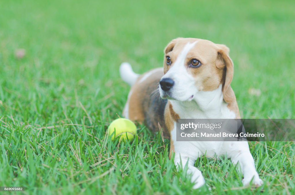 Dog lying on grass