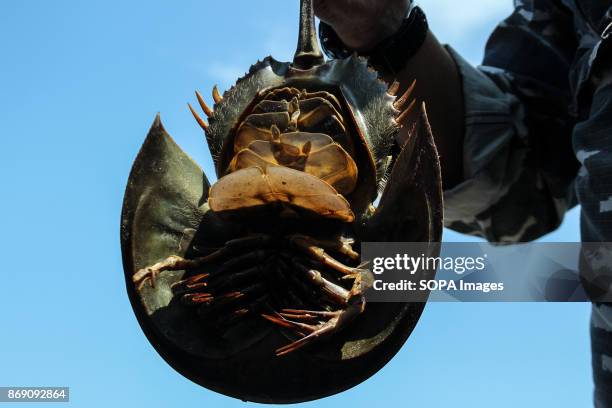 One of the horseshoe crab being smuggled seen displayed by the Indonesian authority. The Indonesian Navy foiled smuggling horseshoe Crab at the port...