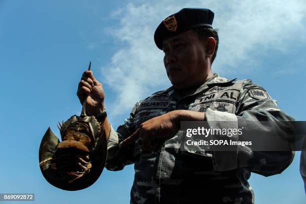 Member of the Indonesian Navy seen displaying one of the Horseshoe crabs to the press. The Indonesian Navy foiled smuggling horseshoe Crab at the...