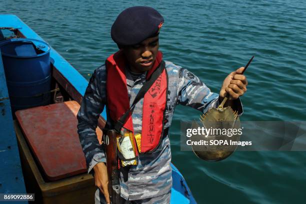 Policeman seen displaying the horseshoe crab to the press. The Indonesian Navy foiled smuggling horseshoe Crab at the port of Krueng GeukuhAmount....