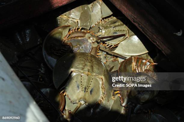 Horseshoe crabs seen on the boat. The Indonesian Navy foiled smuggling horseshoe Crab at the port of Krueng GeukuhAmount. 3000 Horseshoe Crab...