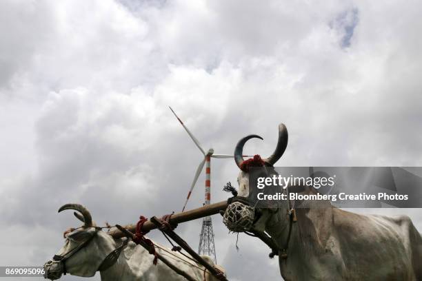 cattle pull a plough near a wind turbine - renewable energy india stock pictures, royalty-free photos & images