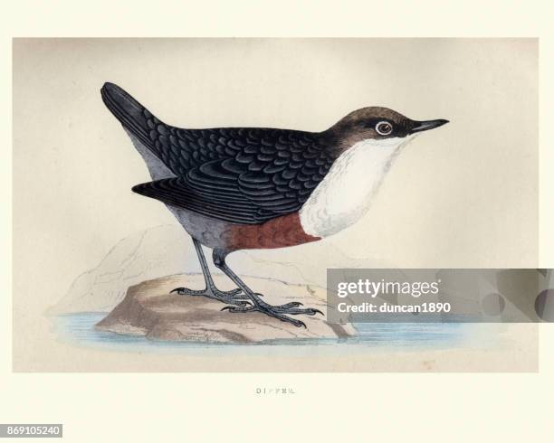 natural history, birds, white-throated dipper - cinclus cinclus stock illustrations