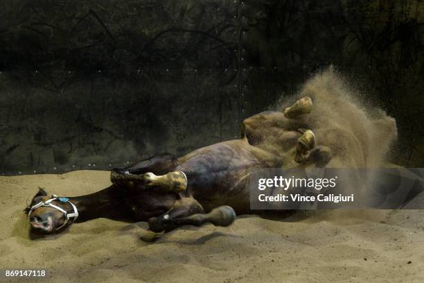 Main Stage enjoys a roll in the sand after a trackwork session at Cranbourne Turf Club on November 2, 2017 in Cranbourne, Australia. Main Stage is...