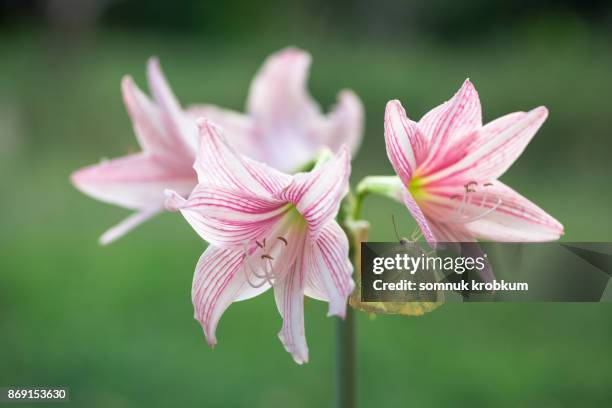 amaryllis flower with little butterfly - amaryllis stock pictures, royalty-free photos & images