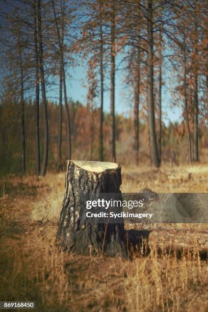 tree stump amongst burnt trees - stronk stockfoto's en -beelden