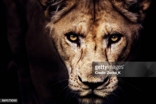 lioness portrait - animal head stock pictures, royalty-free photos & images