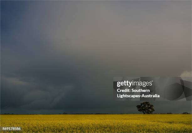 clare valley farmland, south australia - clare valley south australia stock pictures, royalty-free photos & images