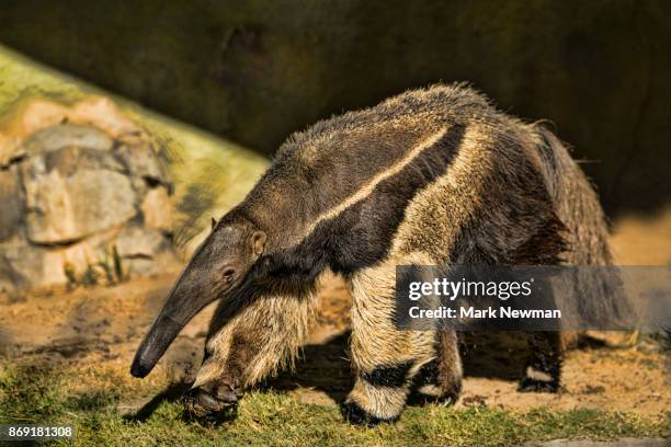 giant anteater - großer ameisenbär stock-fotos und bilder