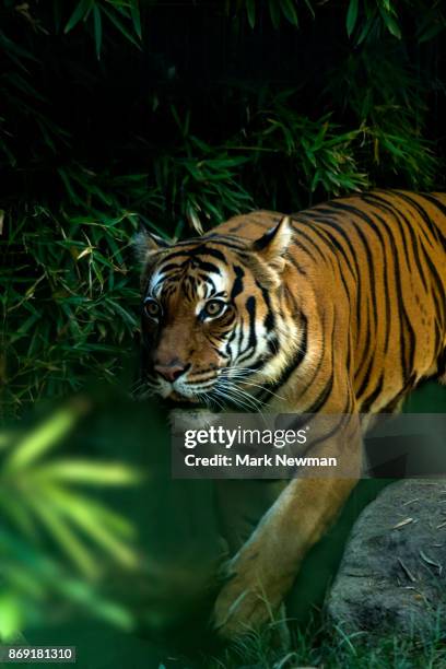 malayan tiger - malayan tiger stock pictures, royalty-free photos & images