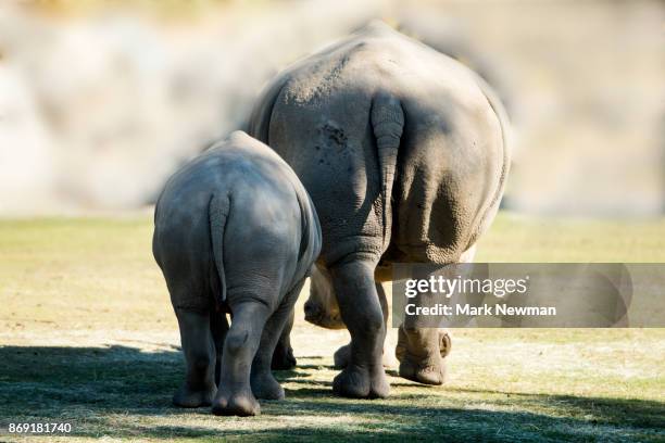 white (square-lipped) rhinoceros - white rhinoceros calf stock pictures, royalty-free photos & images