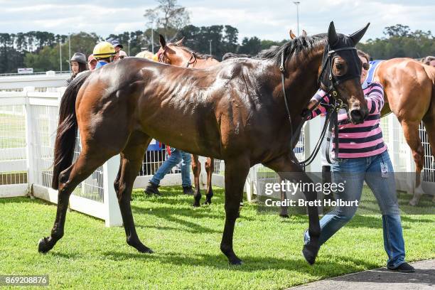 Love in the City after winning Mitchelton Wines F&M BM64 Handicap at Seymour Racecourse on November 02, 2017 in Seymour, Australia.