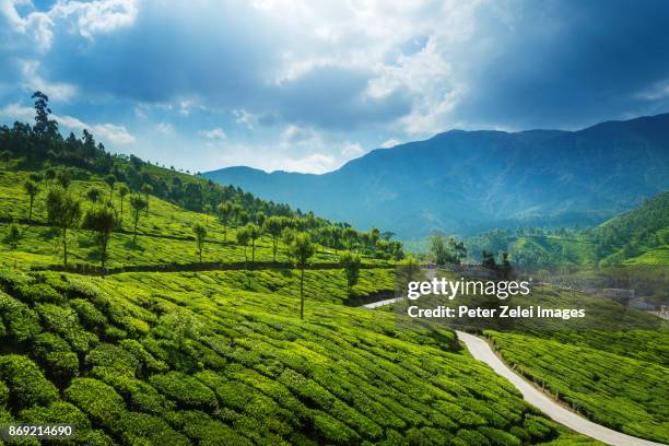 tea plantations in the surroundings of munnar, kerala, india - ケララ州 ストックフォトと画像
