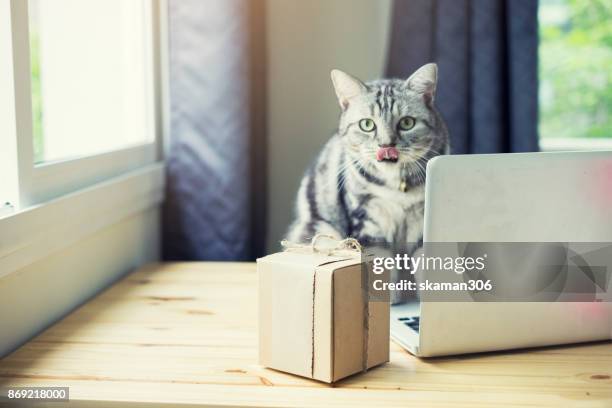american short hair cat waiting on working desk of online shopping with laptop computer and camera with packaged to be shipped global - quitar fondo de imagen online fotografías e imágenes de stock