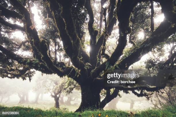 árboles de laurel viejo misteriosos 1000 años en isla de madeira - isla de madeira fotografías e imágenes de stock