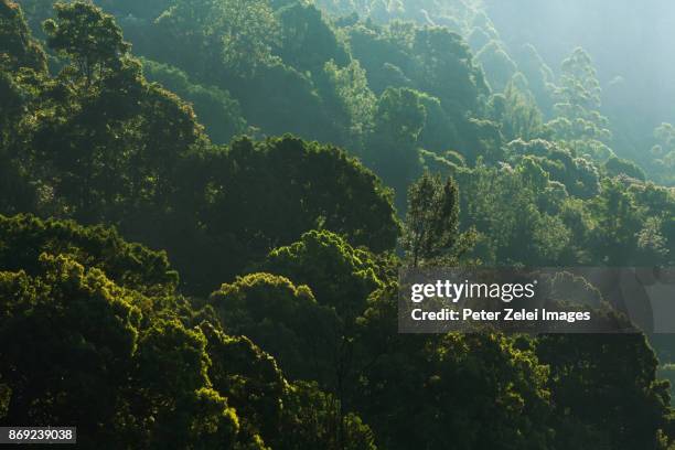 forest in the western ghats mountains, kerala, india - western ghats stock-fotos und bilder